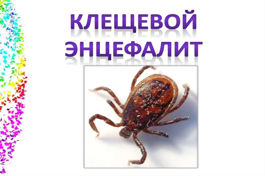 Клещевой энцефалит - меры предосторожности и профилактика.